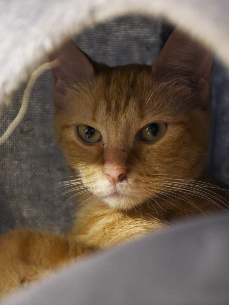 Spasiba-Phoenix-04 copie