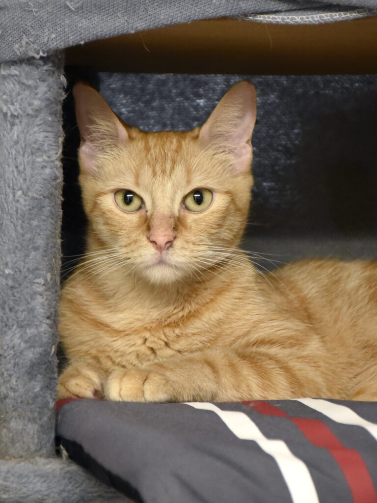 Spasiba-Phoenix-05 copie