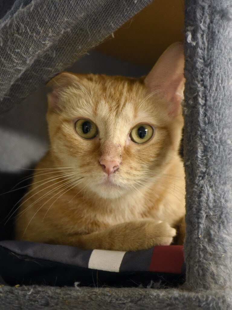 Spasiba-Phoenix-06 copie