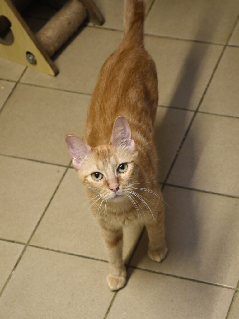 Spasiba-Phoenix-08 copie