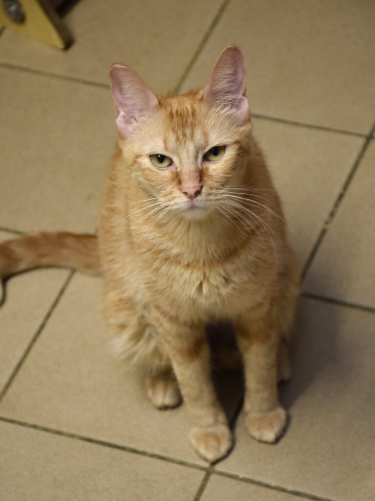 Spasiba-Phoenix-09 copie