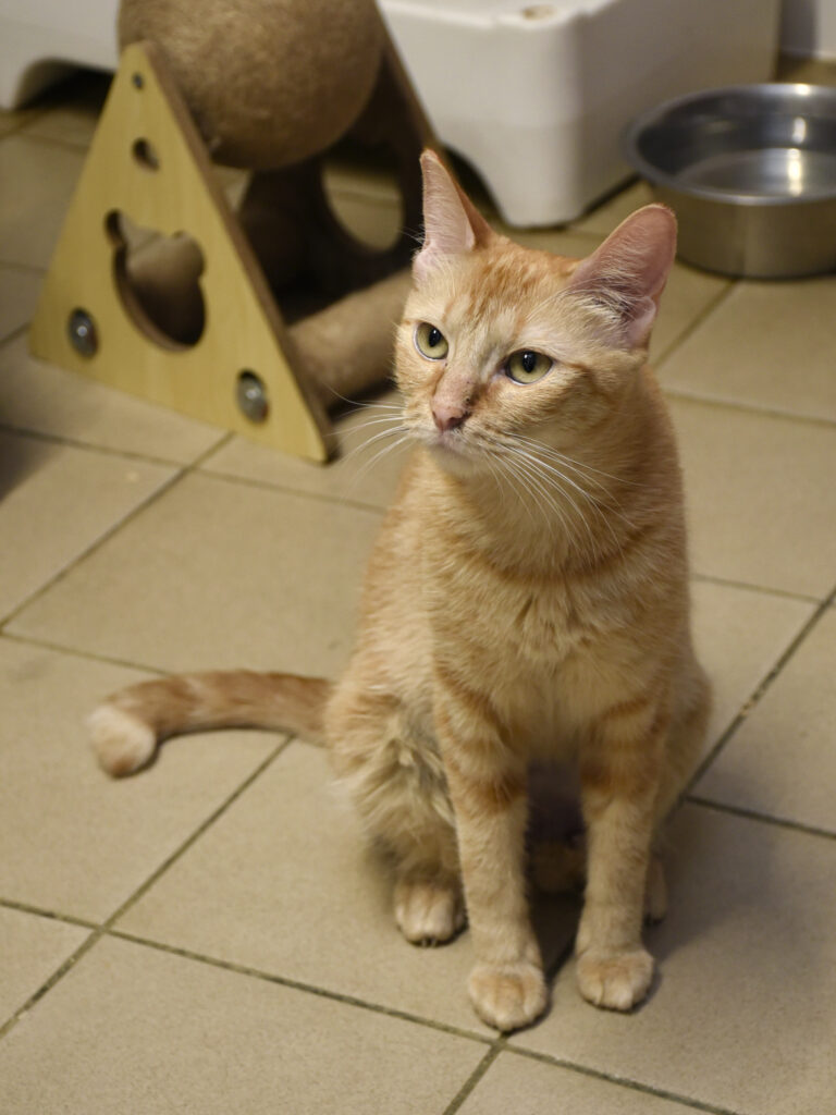 Spasiba-Phoenix-10 copie