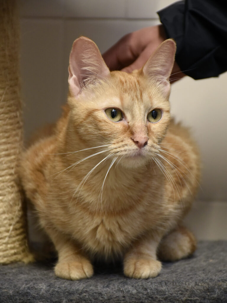 Spasiba-Phoenix-11 copie