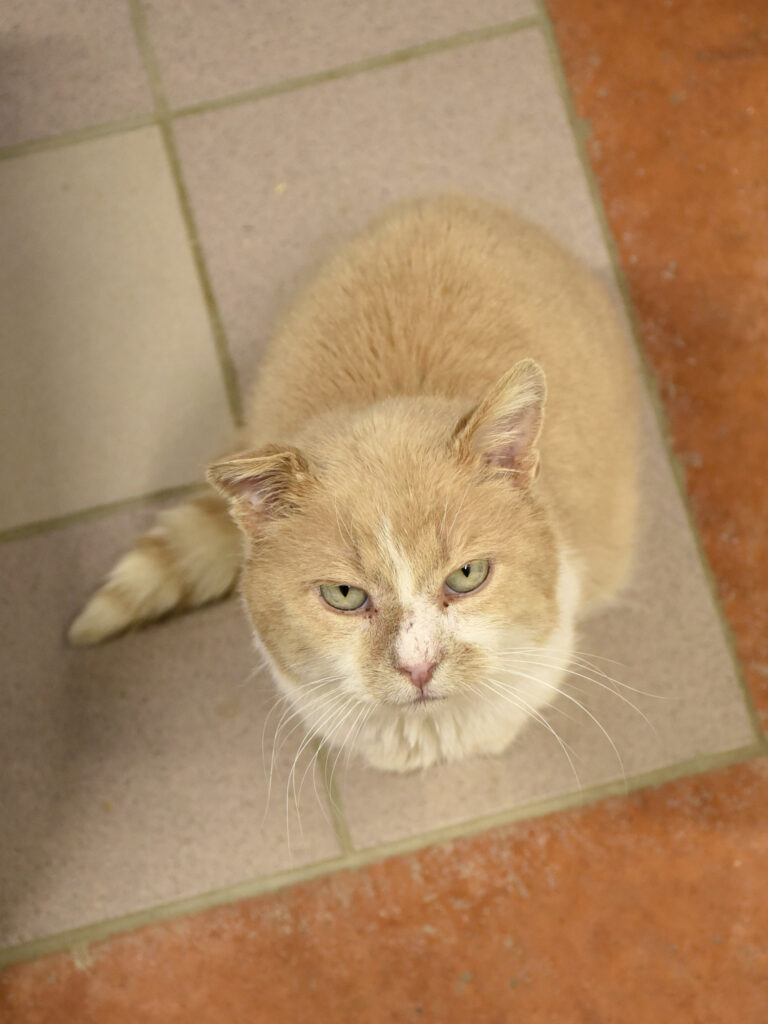 Sun-POUDLARD-14 copie