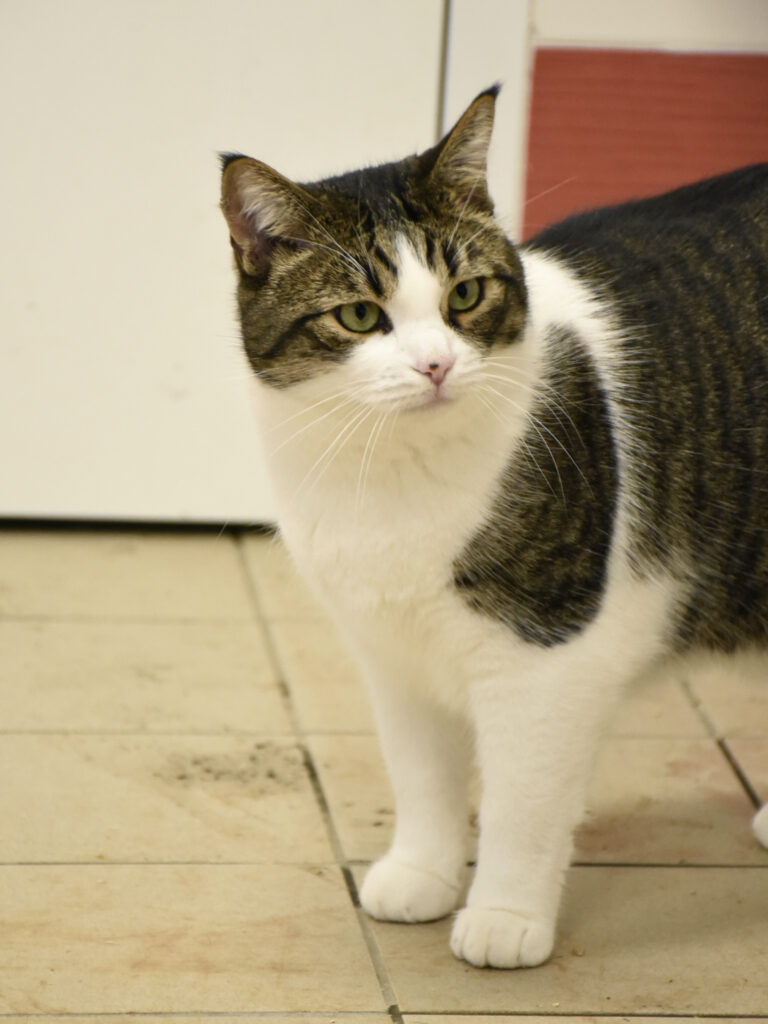 Sydney-Poudlard-01 copie