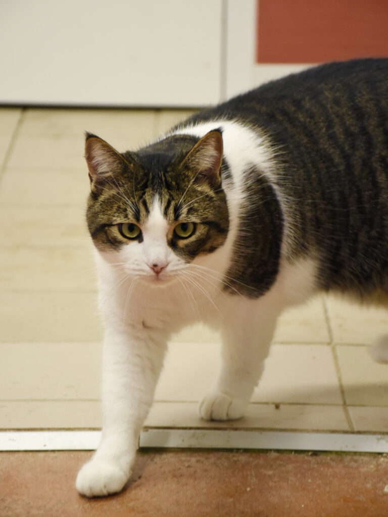 Sydney-Poudlard-02 copie