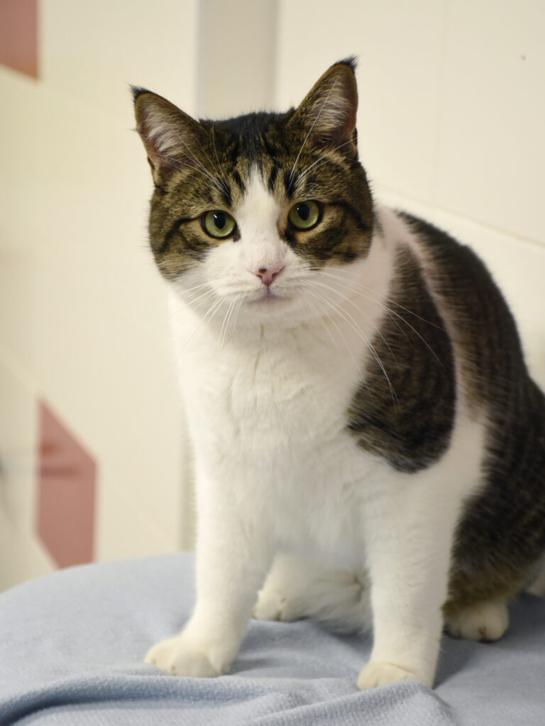 Sydney-Poudlard-07 copie