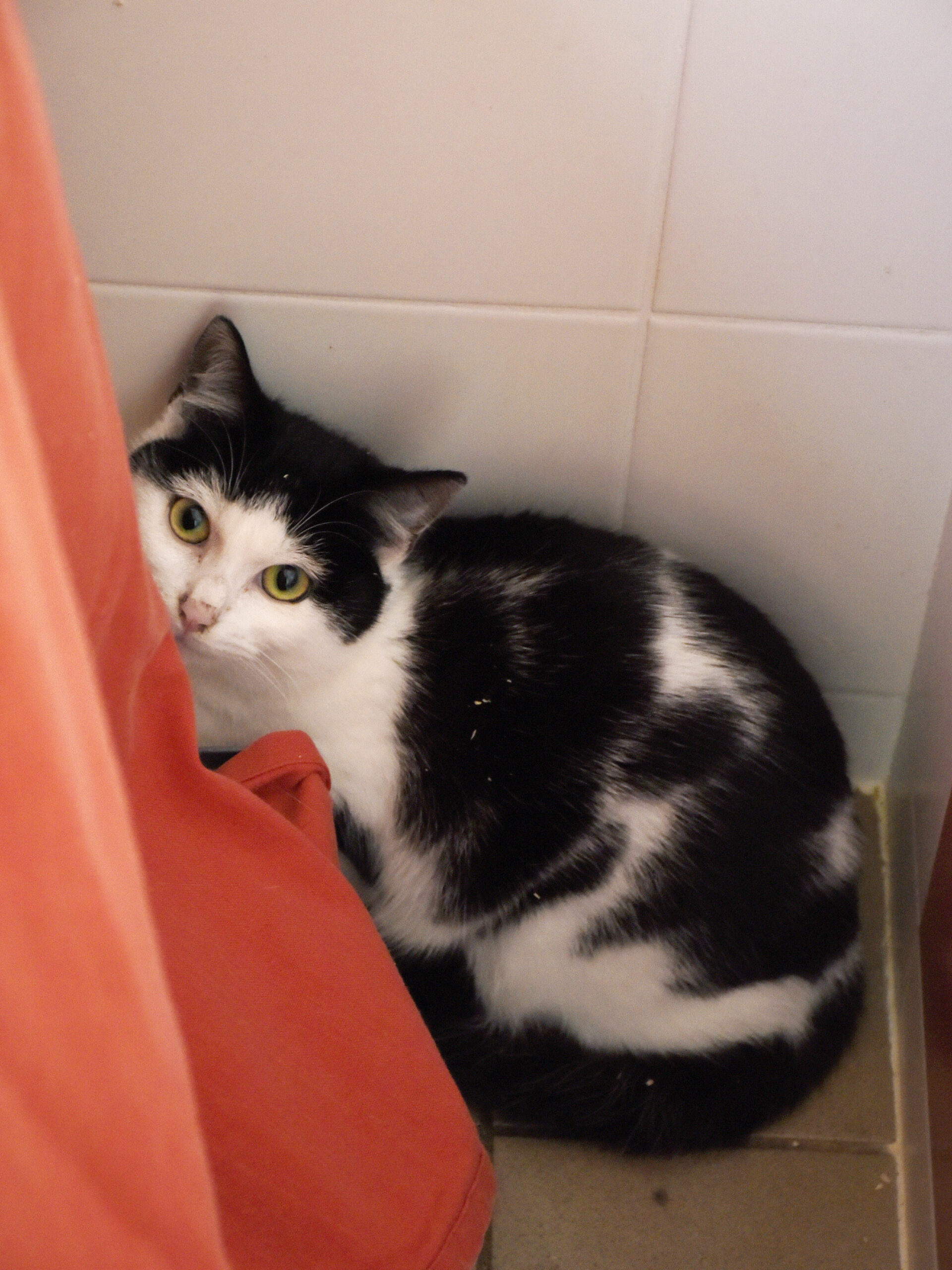 Tagada-Phoenix-03 copie