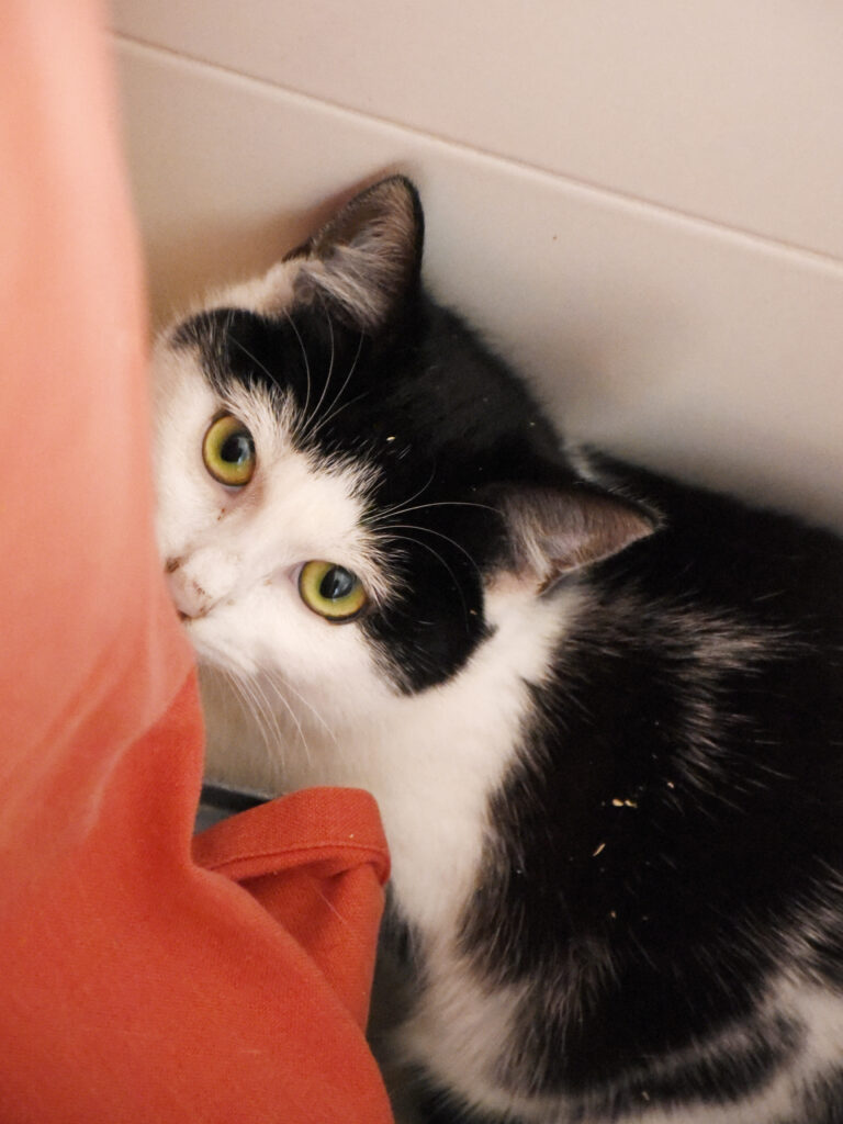 Tagada-Phoenix-04 copie