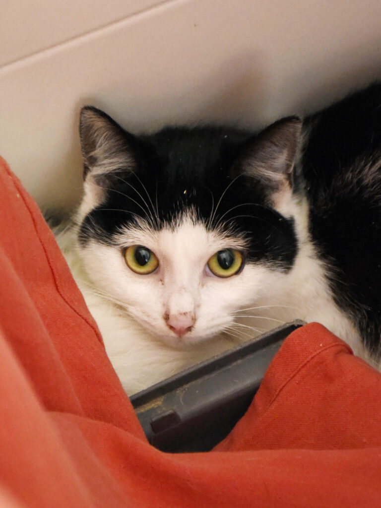 Tagada-Phoenix-05 copie