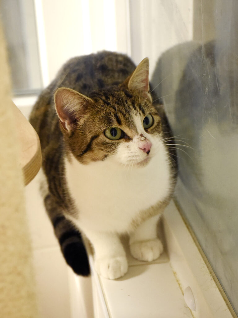 Yvette-Phoenix-06 copie