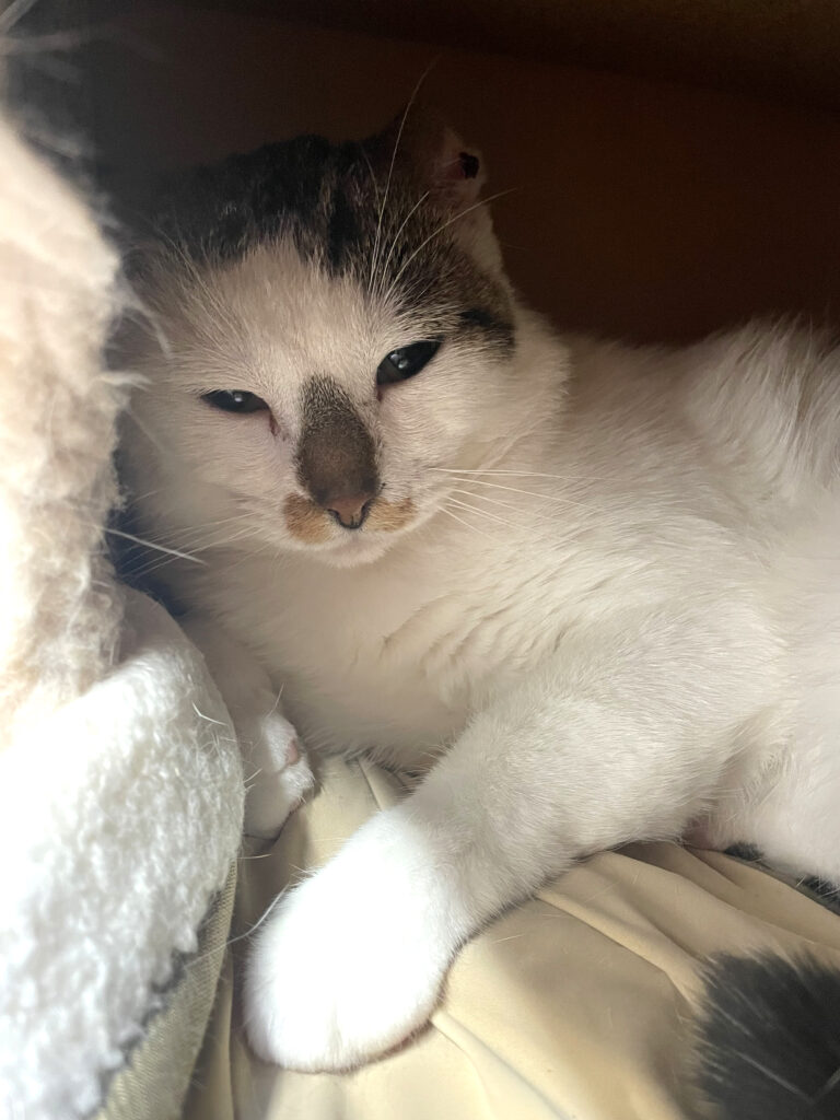 Gédéon-Pattenrond-04