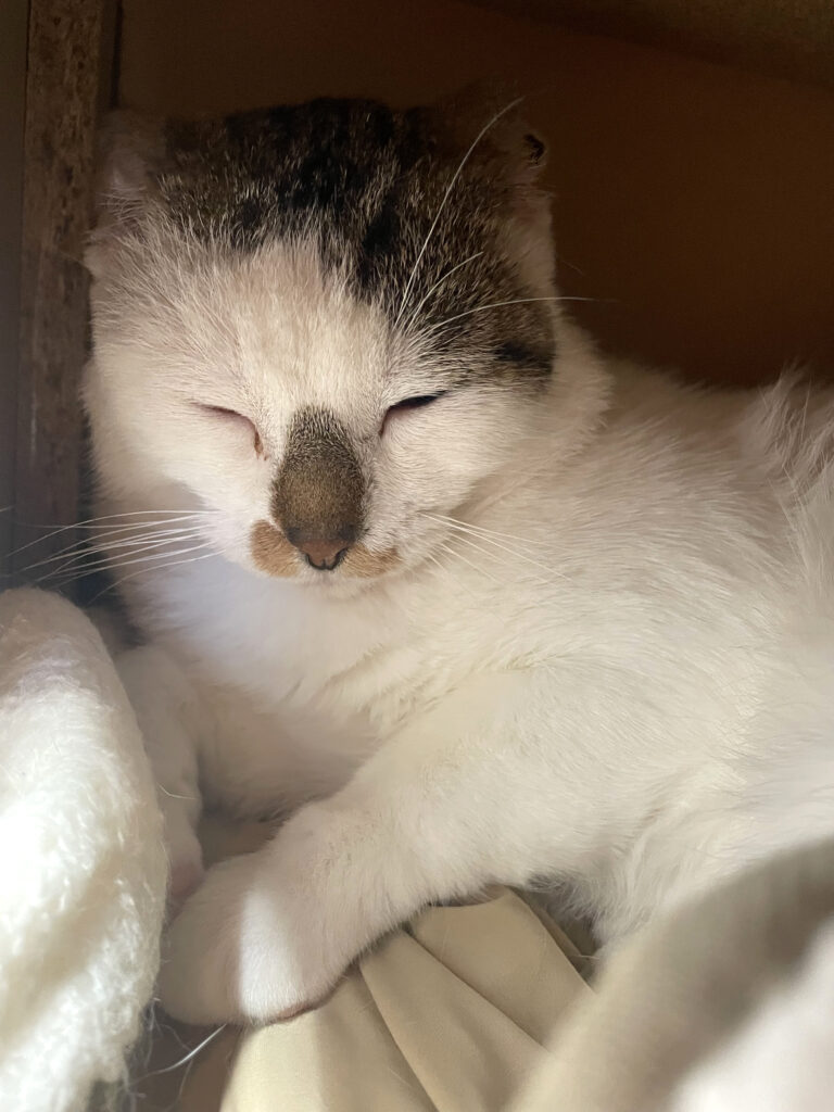 Gédéon-Pattenrond-05