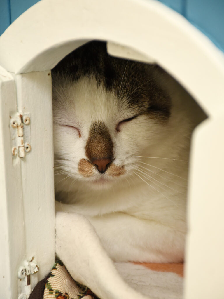 Gédéon-Pattenrond-06