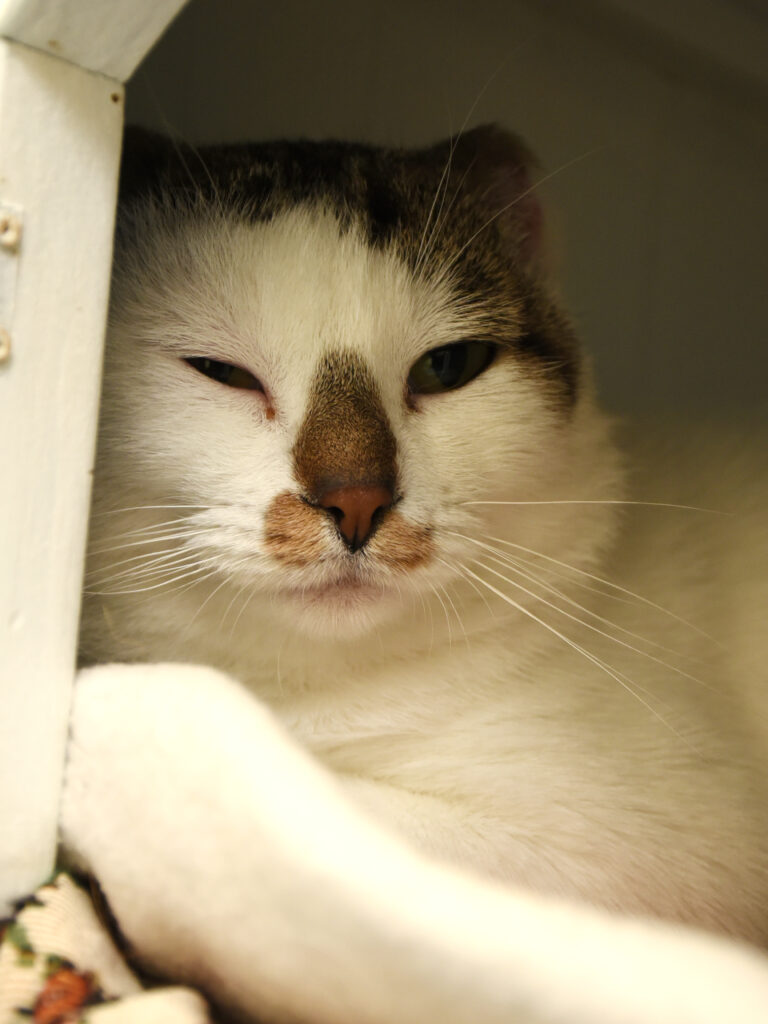 Gédéon-Pattenrond-07