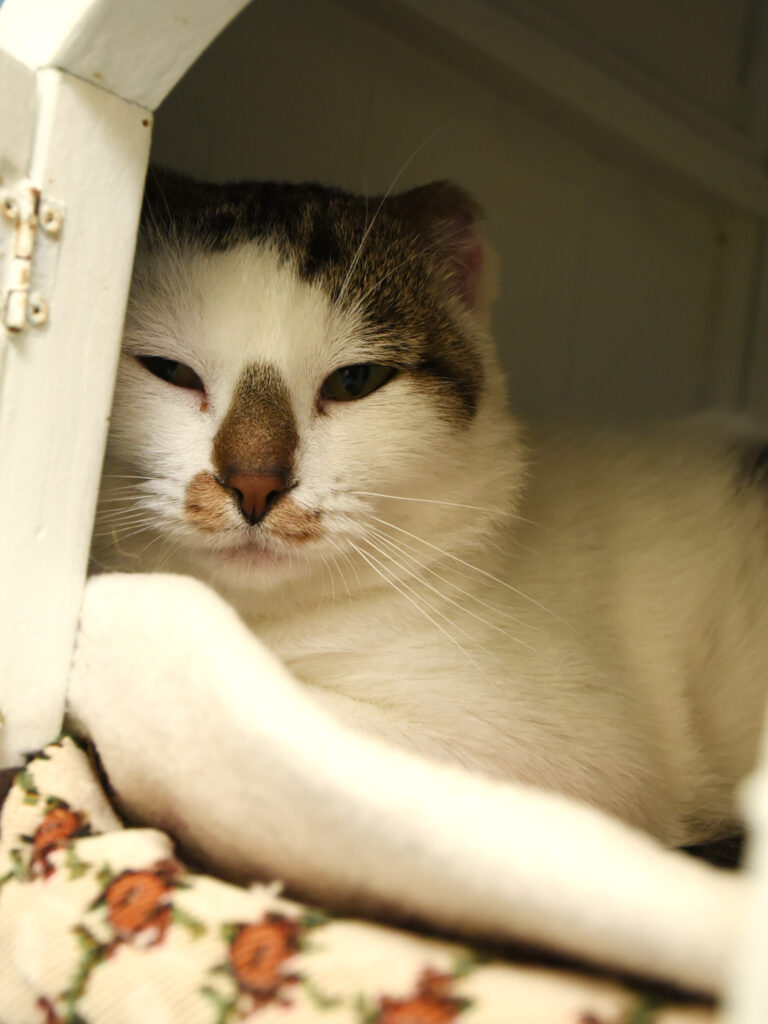 Gédéon-Pattenrond-08