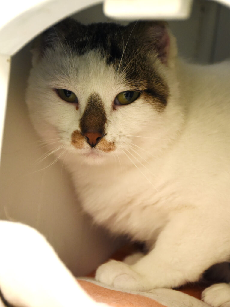 Gédéon-Pattenrond-09