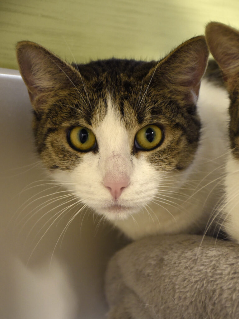 Aiglette_Serdaigle-Diogène_03