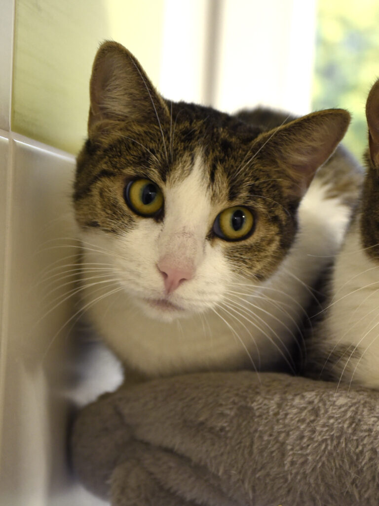 Aiglette_Serdaigle-Diogène_04