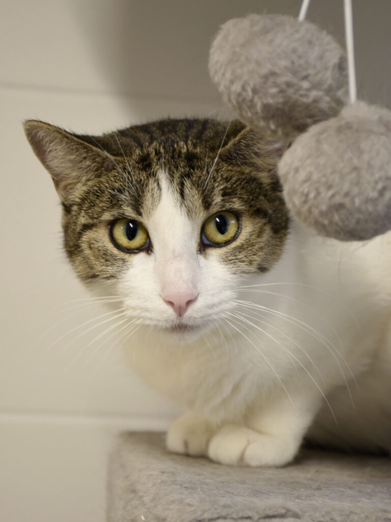 Aiglette_Serdaigle-Diogène_05