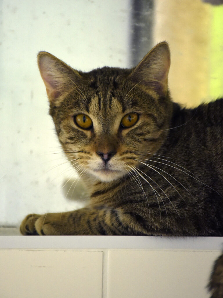 Aiglon-Serpentard-Diogènes-03