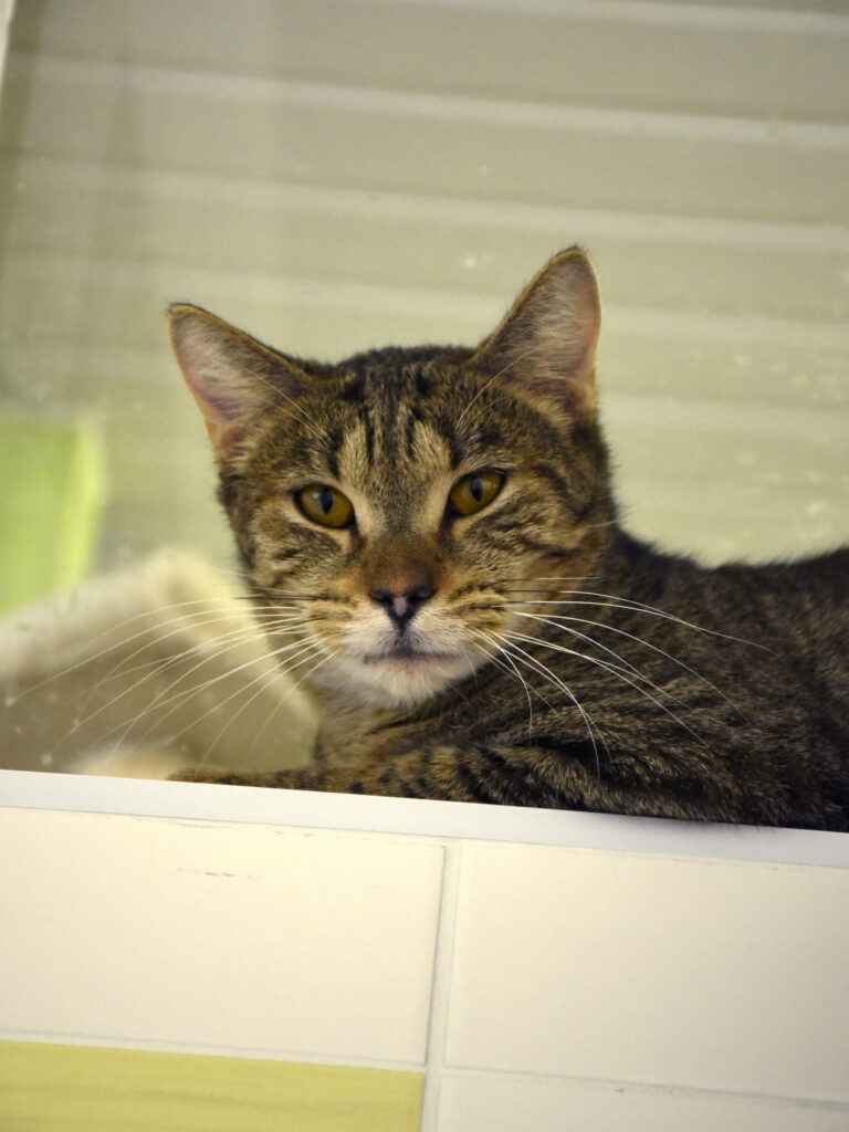 Aiglon-Serpentard-Diogènes-04