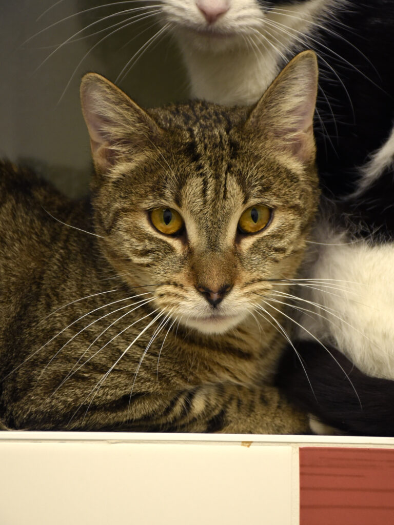 Aiglon_Serdaigle-Diogène_04