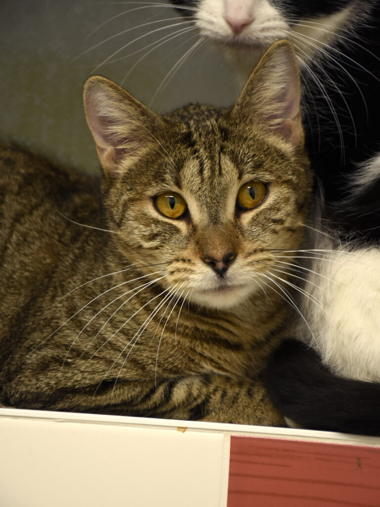 Aiglon_Serdaigle-Diogène_05