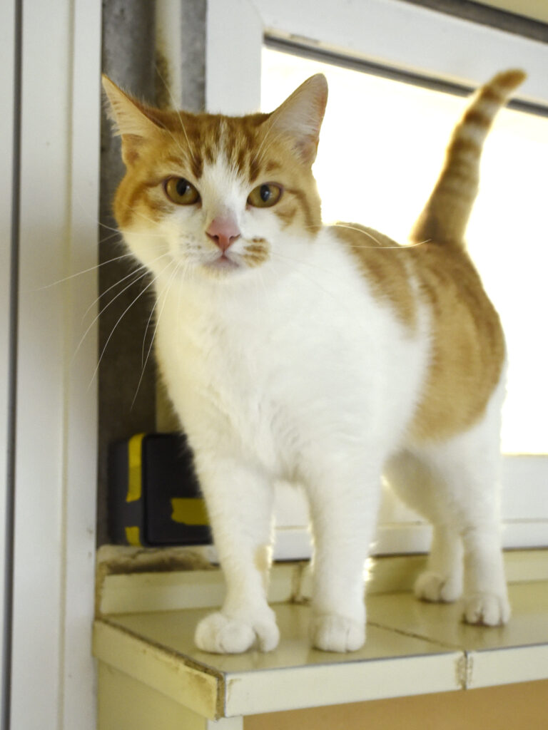 Blanche_Pattenrond_03