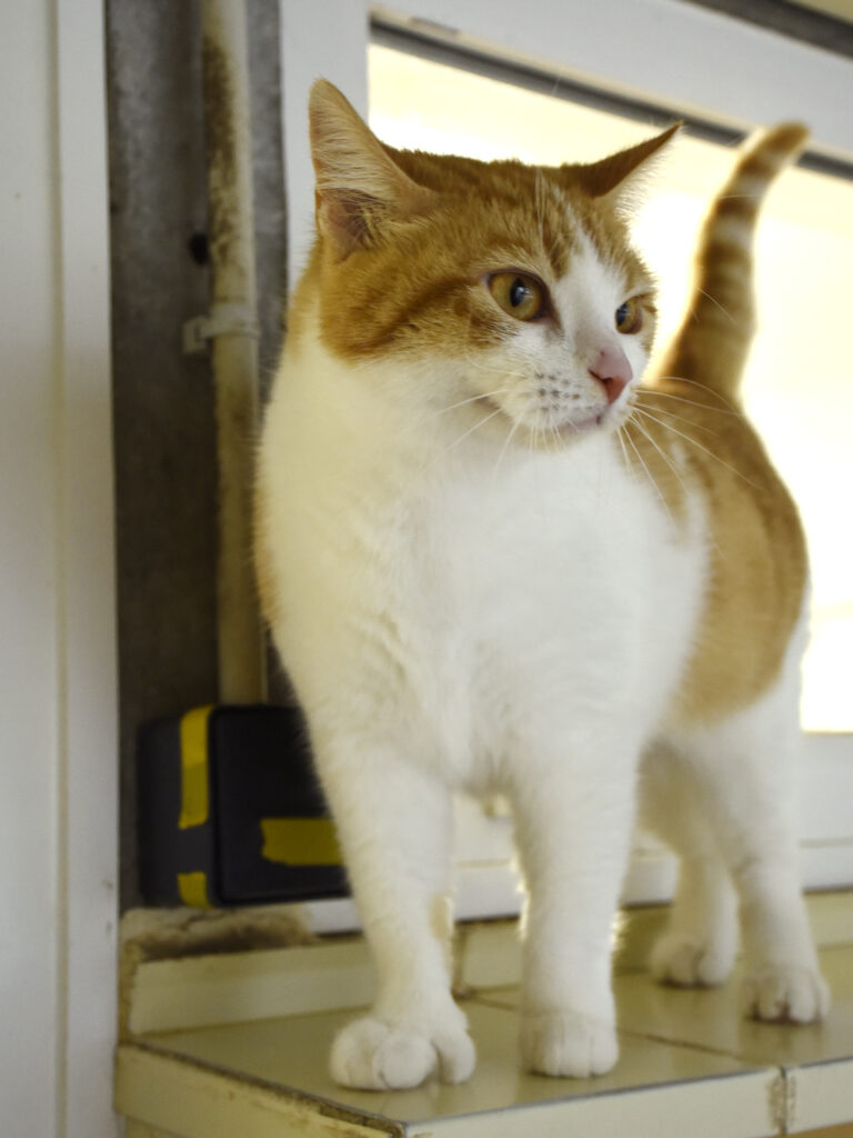 Blanche_Pattenrond_04