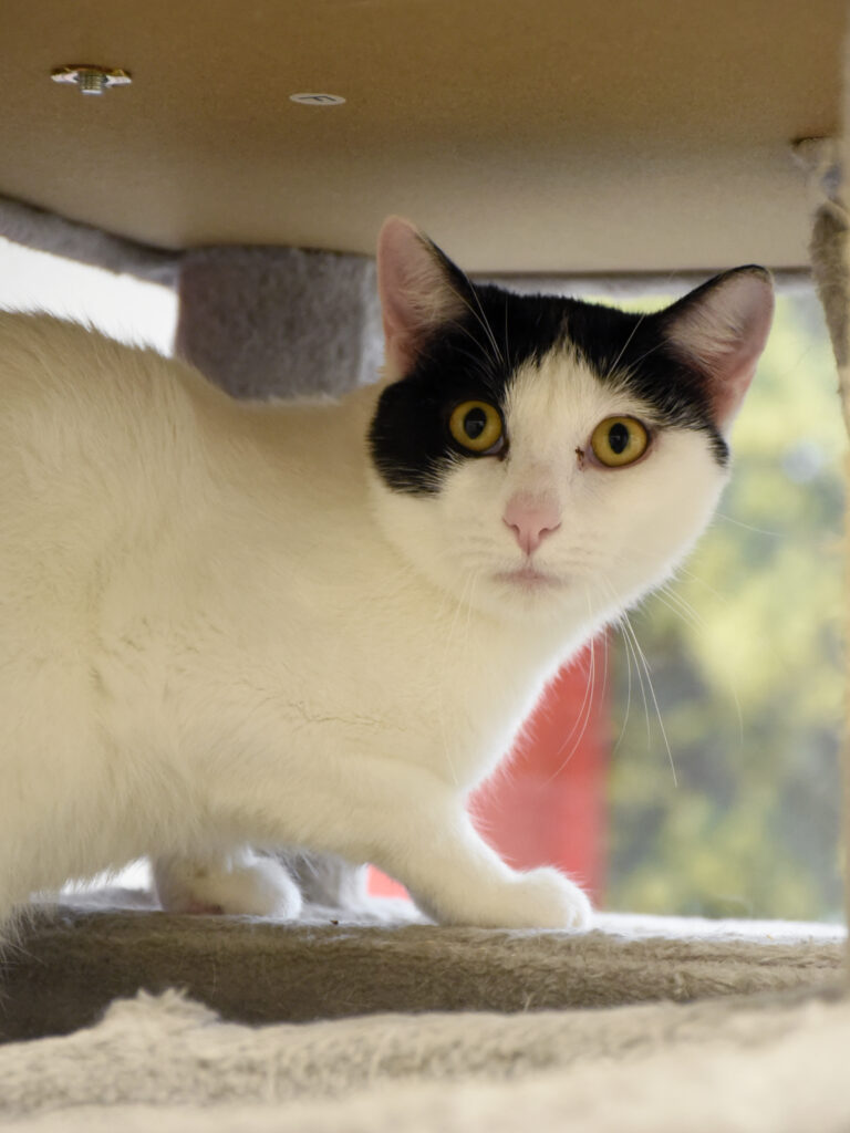 Catapulte_Serdaigle-Diogène_03