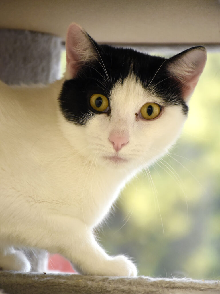 Catapulte_Serdaigle-Diogène_04