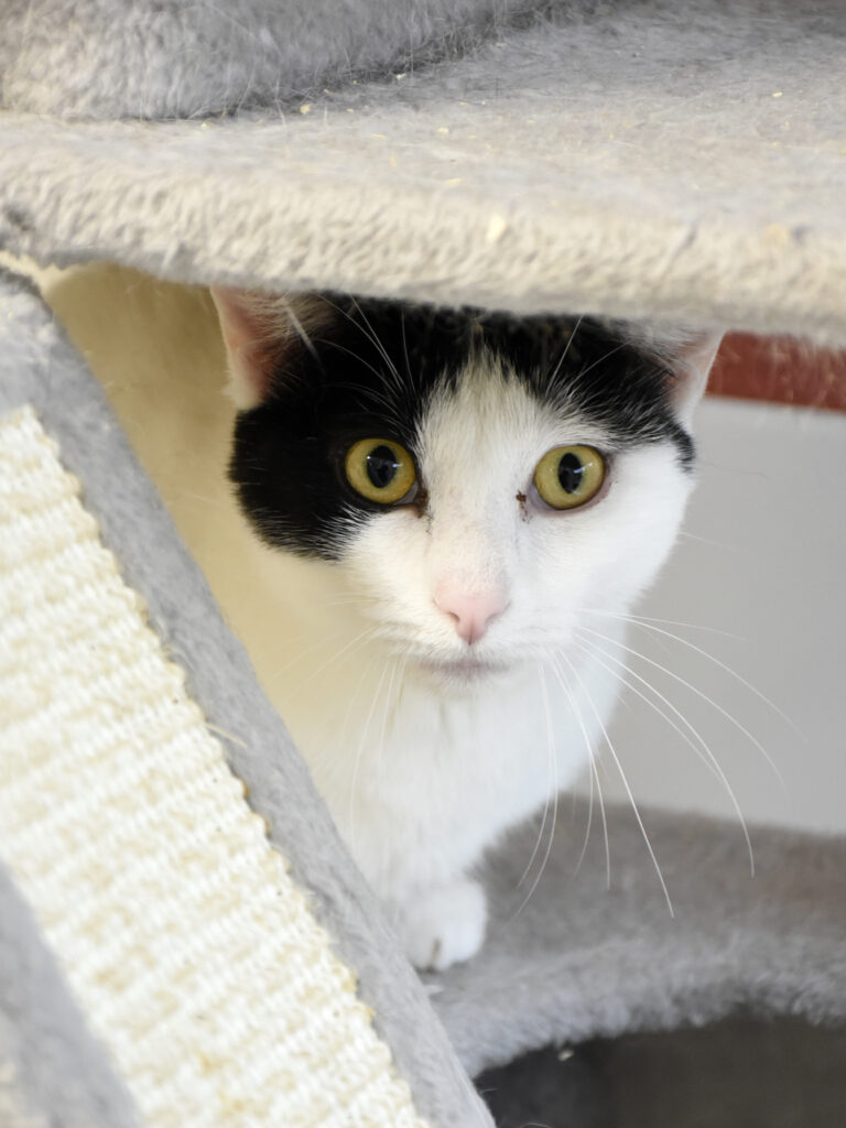 Catapulte_Serdaigle-Diogène_05