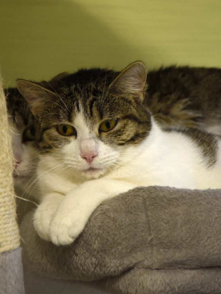 Chimère_Serdaigle-Diogène_03