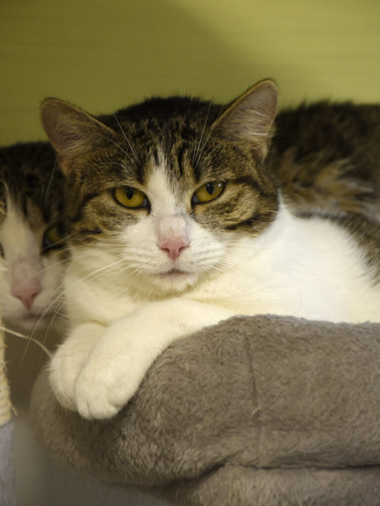 Chimère_Serdaigle-Diogène_04