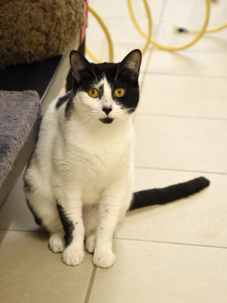 Croisade_Serdaigle-Diogène_03