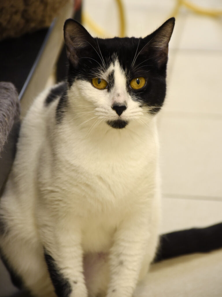 Croisade_Serdaigle-Diogène_04