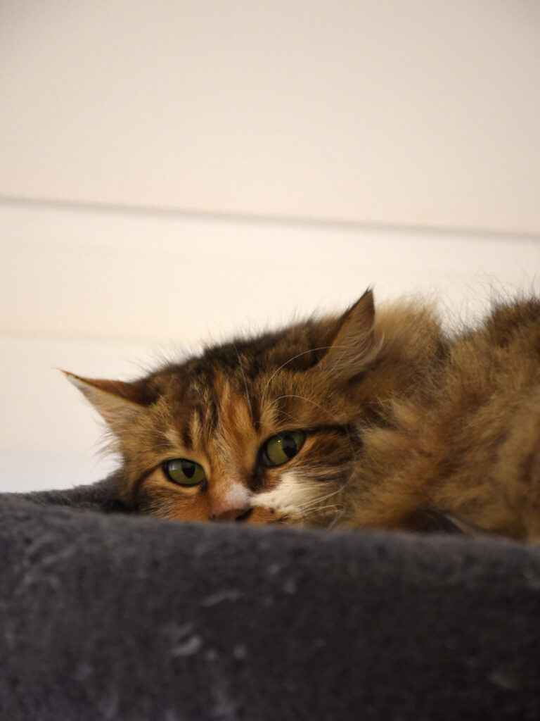 Dehli_Griffondor-RetraitVertou_05