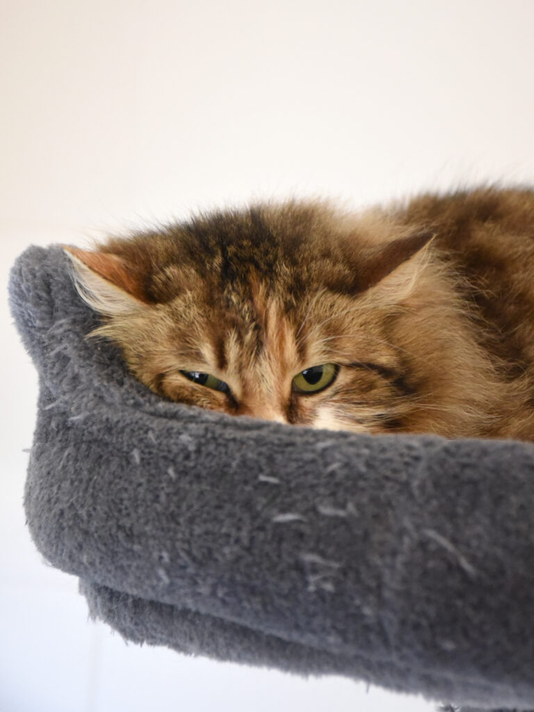 Dehli_Griffondor-RetraitVertou_06