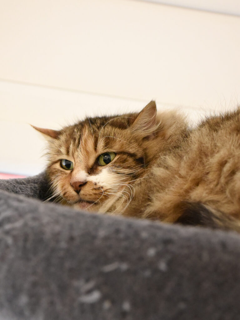 Dehli_Griffondor-RetraitVertou_07