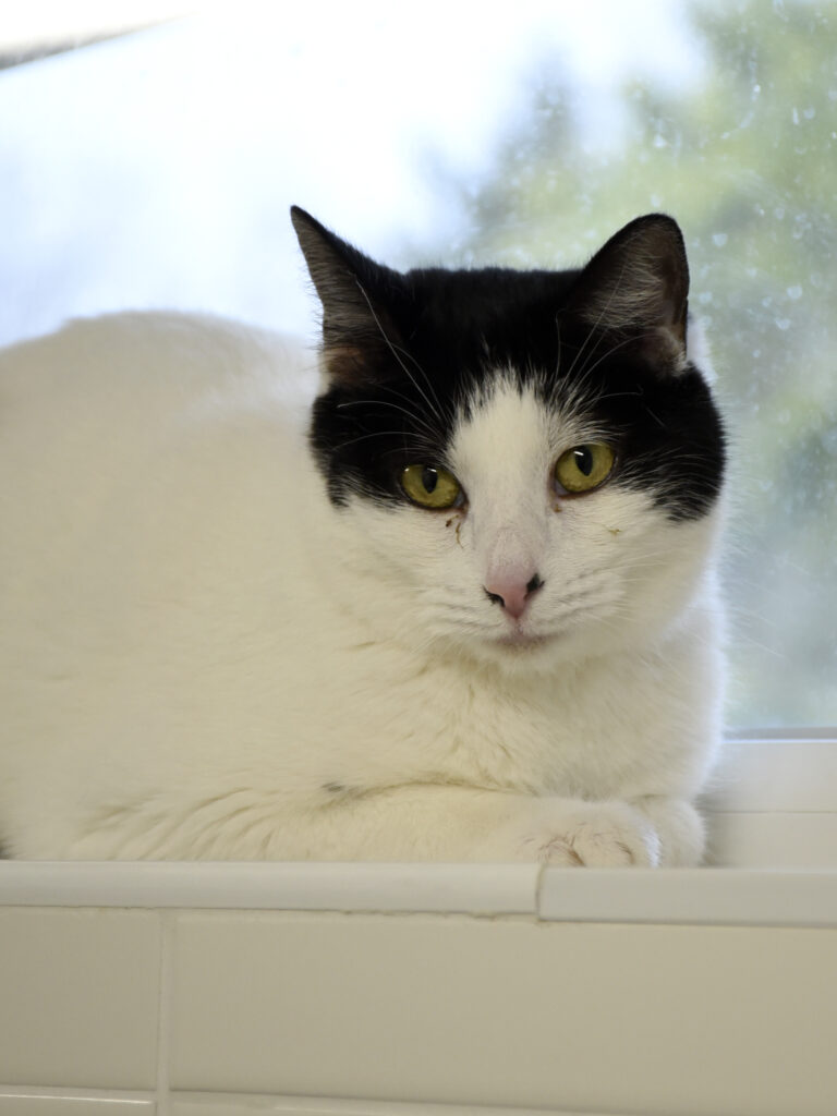 Fantine-Serpentard-Diogènes-04