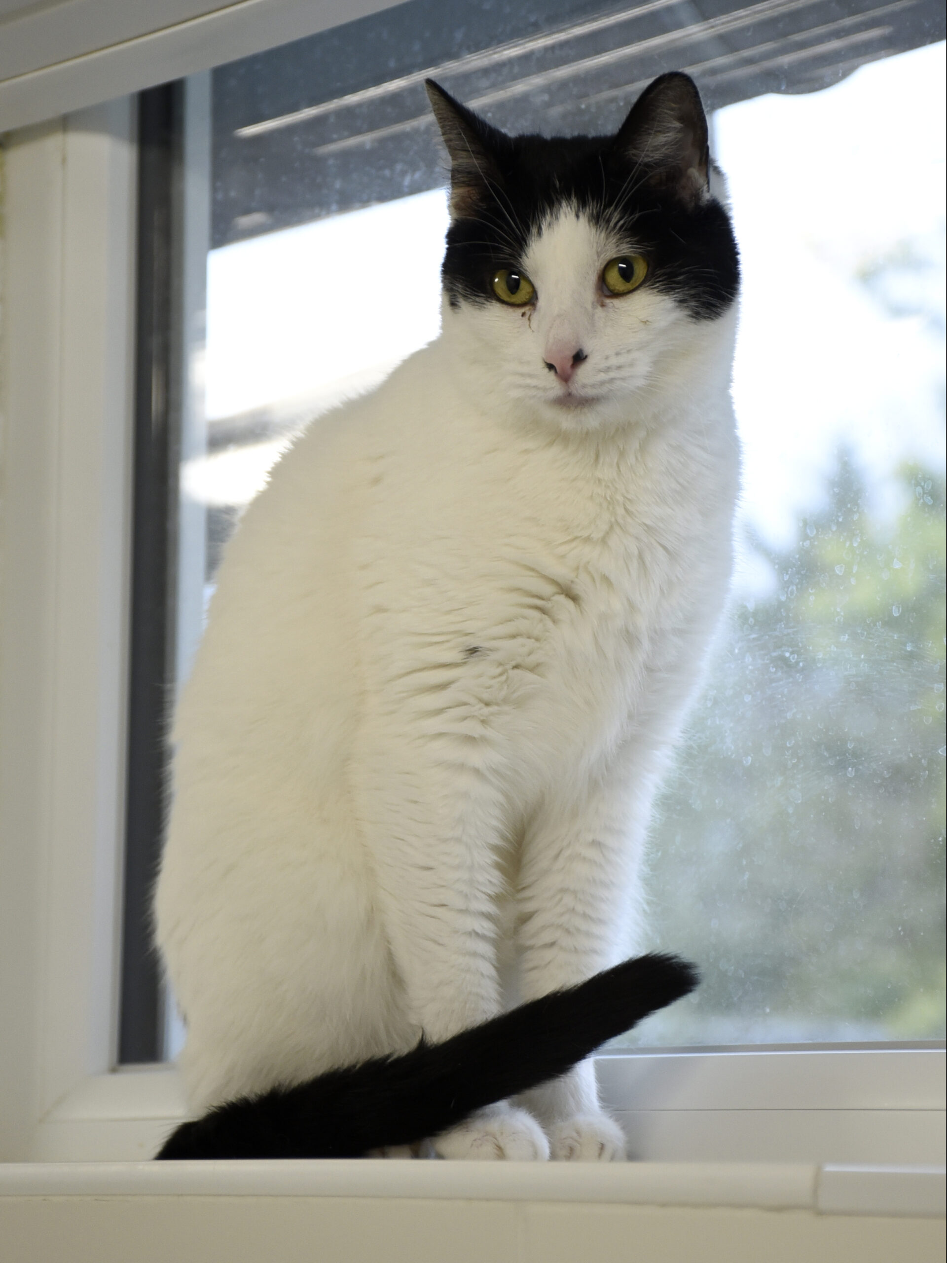 Fantine-Serpentard-Diogènes-06