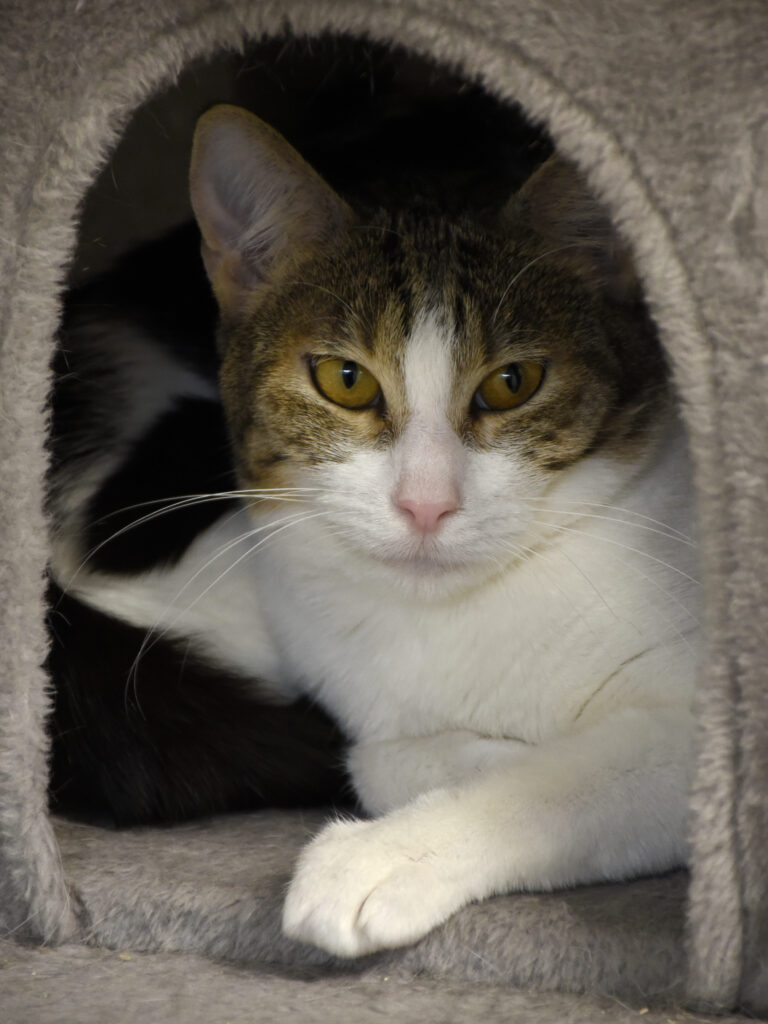 Fer-De-Lance-Serpentard-Diogènes-03