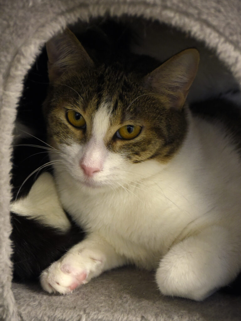 Fer-De-Lance-Serpentard-Diogènes-05