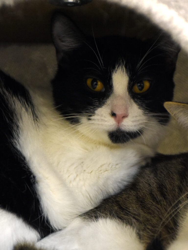 Frénégonde-Serpentard-Diogènes-03