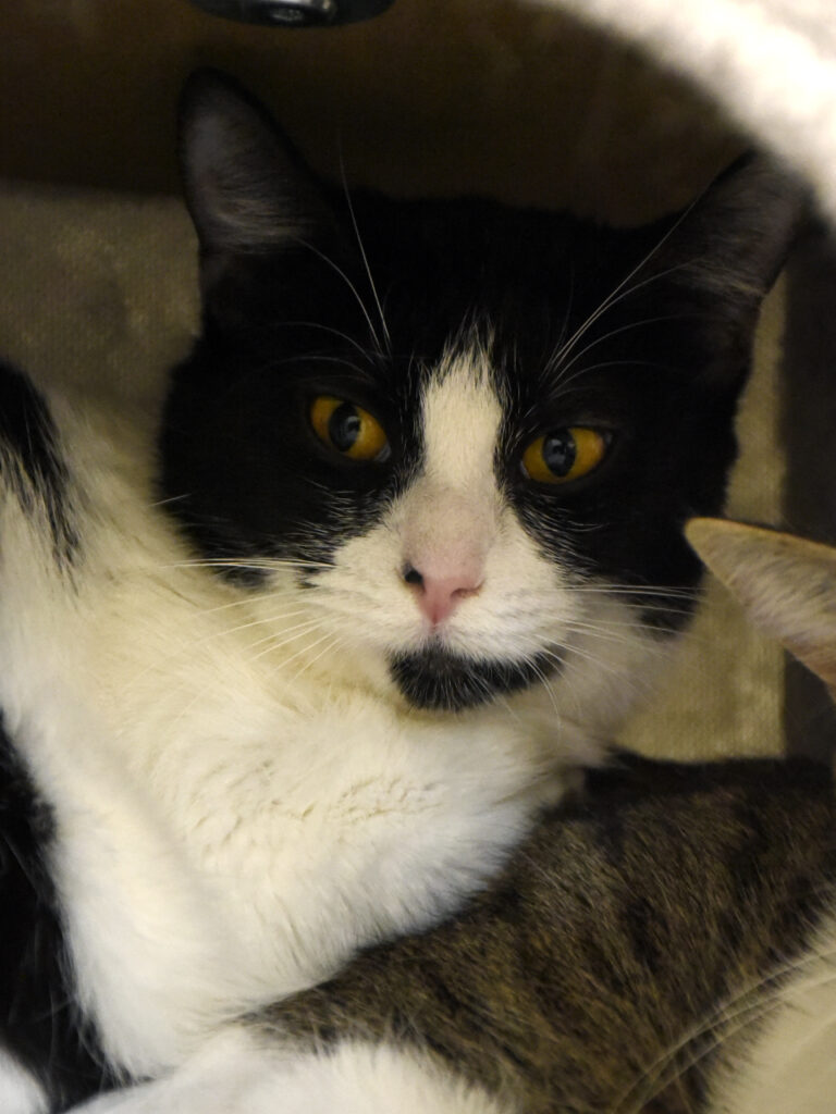 Frénégonde-Serpentard-Diogènes-04