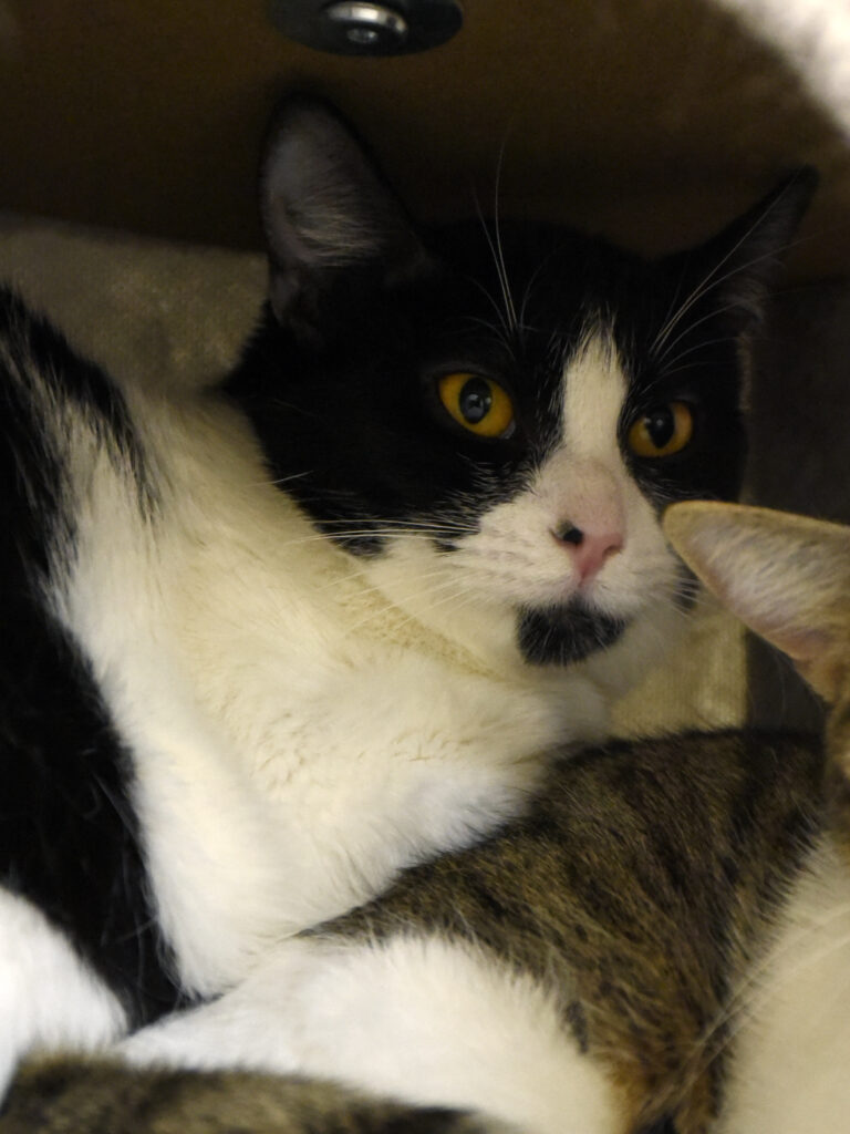 Frénégonde-Serpentard-Diogènes-05