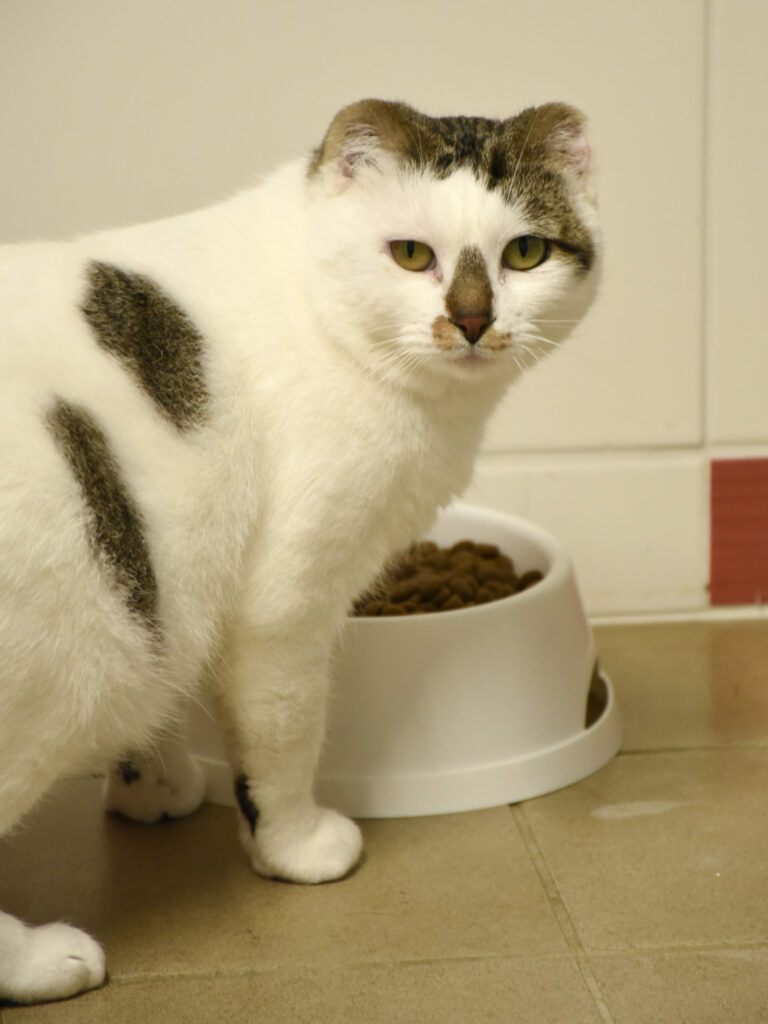 Gédéon-Pattenrond-10