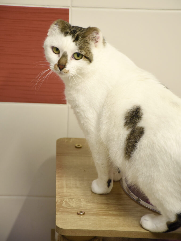 Gédéon-Pattenrond-12