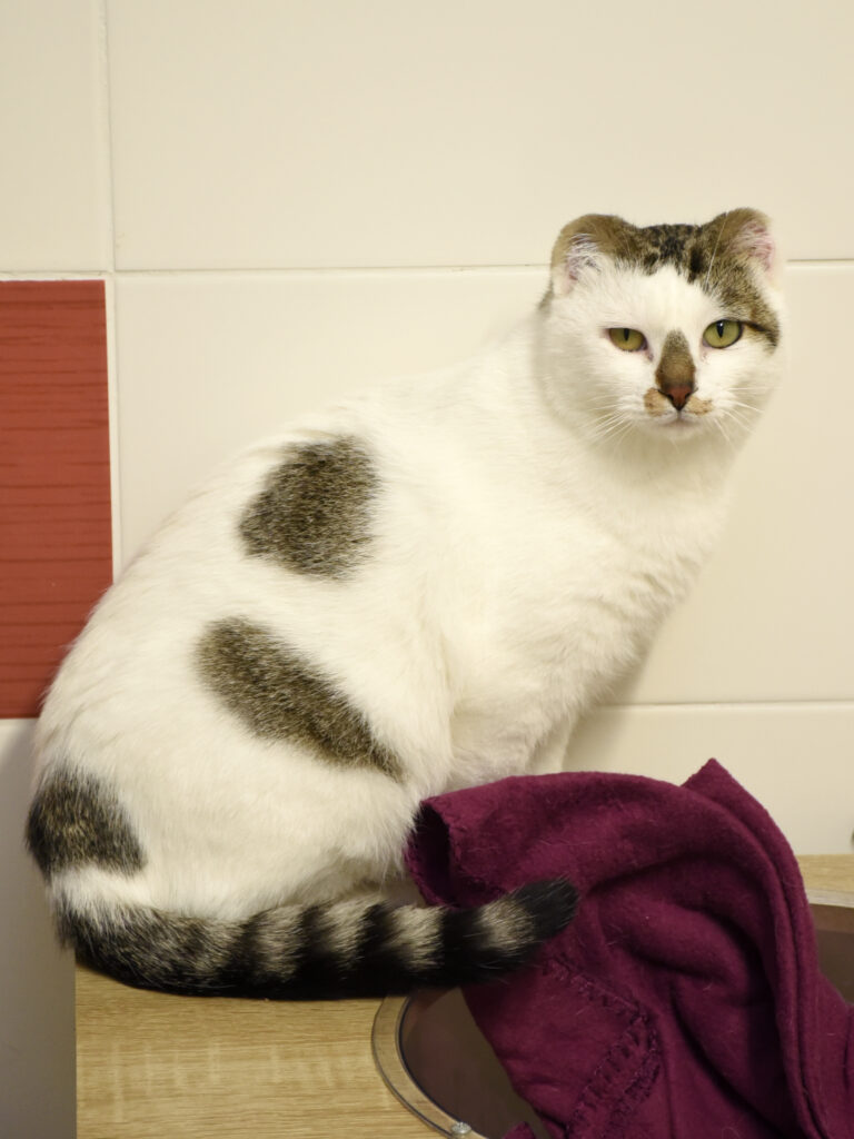 Gédéon-Pattenrond-13